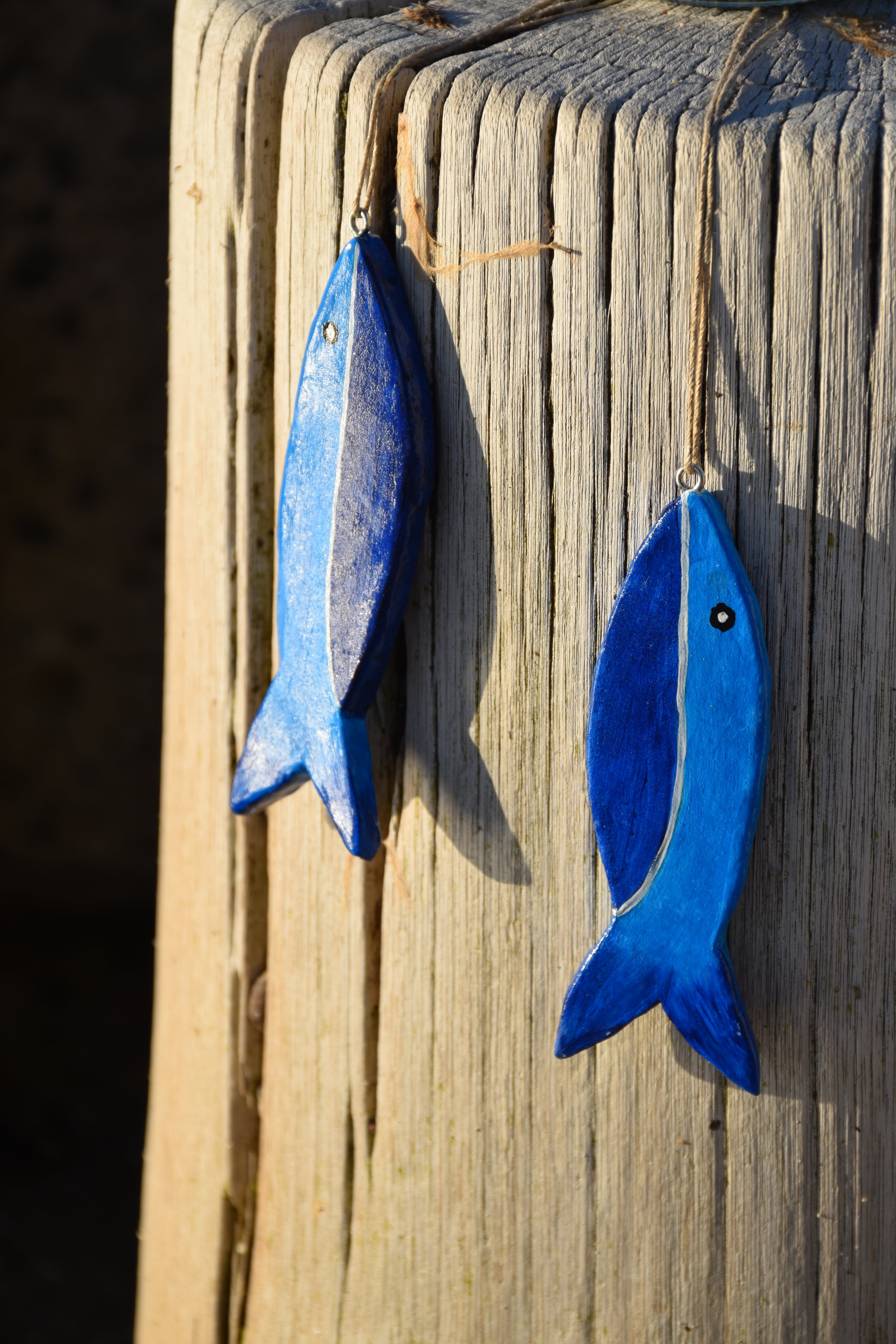 Tonfische Meer